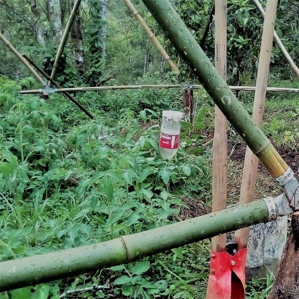 Estufa De Bambu 09