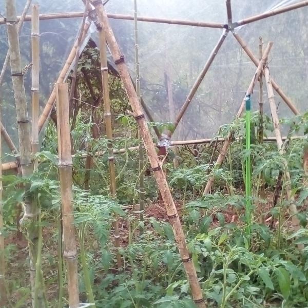Estufa De Bambu 10
