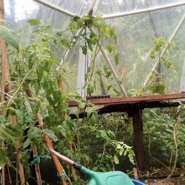Estufa De Bambu 11