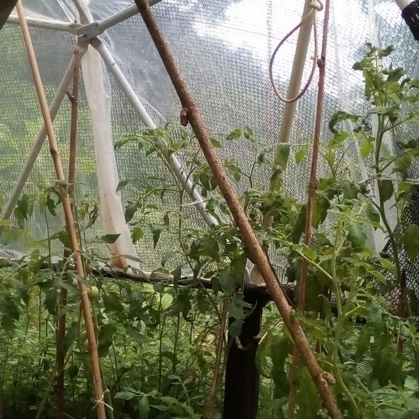 Estufa De Bambu 13